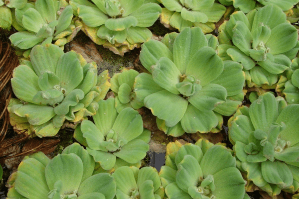 Grouping of bright-green water lettuce (Pistia stratiotes). Photo Troy Evans, Great Smoky Mountains National Park, Bugwood.org.