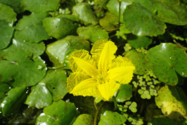 A single yellow floating-heart (Nymphoides peltata) surrounded by green vegetation. Photo by Lyn Gettys, University of Florida, Institute of Food and Agricultural Sciences.