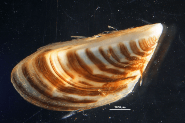 A Zebra mussel (Dreissena polymorpha) with brown, tan, and cream-colored stripes.
