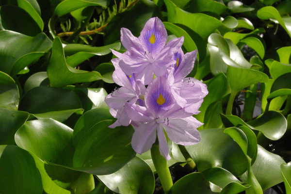 Purple water hyacinth (Eichhornia crassipes) flowers with yellow and blue markings and green leaves growing in the water. Photo by Wouter Hagens.