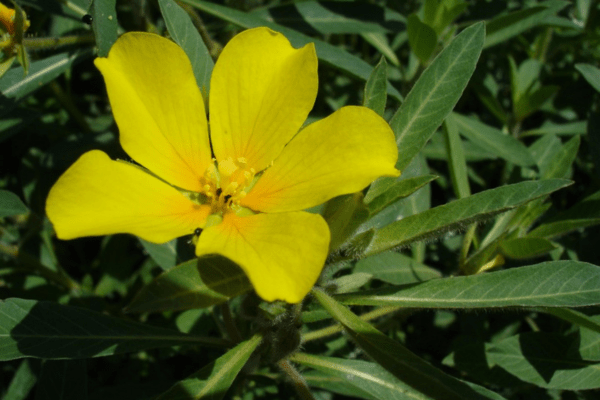 The flower and leaves of a water primrose plant (Ludwigia spp.). Photo by Bouba.