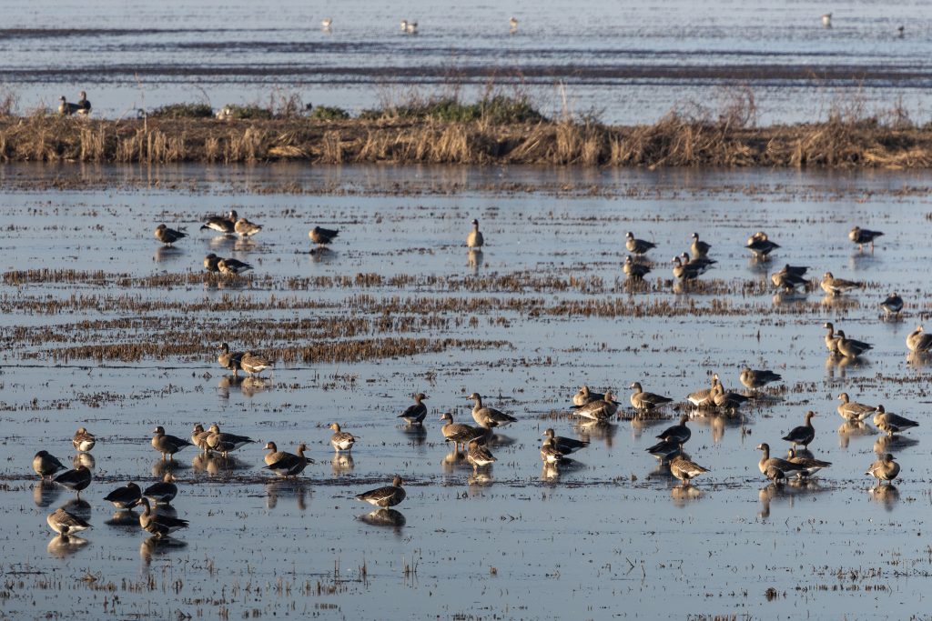 Birds congregating in a shallowly flooded field in the Delta.